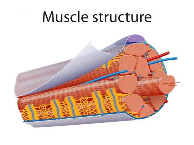 Comment prendre soin de vos muscles grimpeur avec votre kiné à Maniak, sur Nivelles